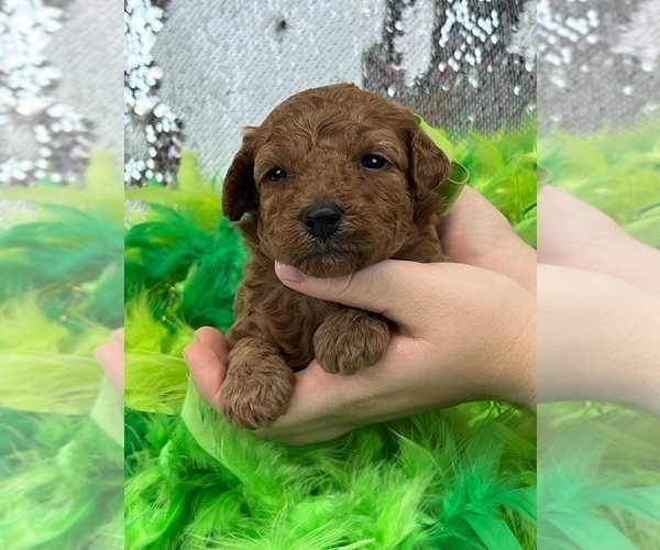 Medium Photo #3 Goldendoodle (Miniature) Puppy For Sale in BULLARD, TX, USA