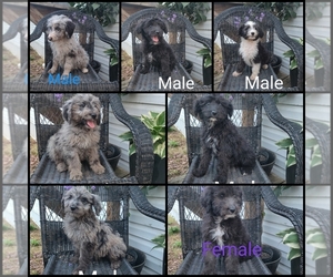 Aussiedoodle Puppy for sale in COUCH, MO, USA