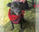 Small #1 Chihuahua Mix