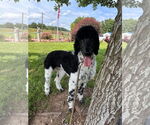 Small #3 Poodle (Standard)