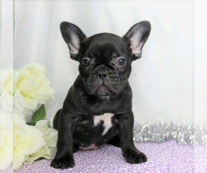 French Bulldog Puppy for sale in FREDERICKSBG, OH, USA