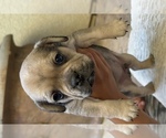 Small Photo #32 American Bullnese-French Bulldog Mix Puppy For Sale in DISCOVERY BAY, CA, USA