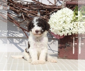 Medium Poodle (Standard)