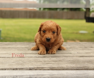 Goldendoodle (Miniature) Puppy for sale in SCURRY, TX, USA