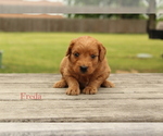 Small Photo #1 Goldendoodle (Miniature) Puppy For Sale in SCURRY, TX, USA