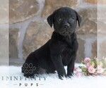 Small #4 Labrador Retriever