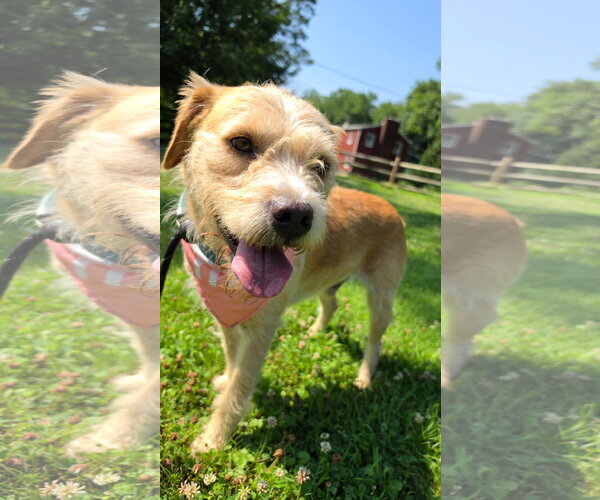 Medium Photo #2 Mutt Puppy For Sale in Rockaway, NJ, USA