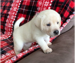 Small Photo #12 Labrador Retriever Puppy For Sale in PALM COAST, FL, USA