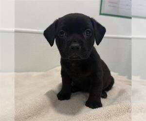 Mutt Dogs for adoption in Redlands, CA, USA