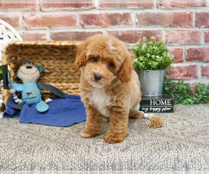 Poodle (Miniature) Puppy for sale in SYRACUSE, IN, USA