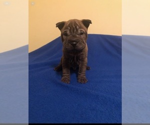 Chinese Shar-Pei Puppy for sale in CHARLOTTESVILLE, VA, USA