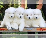 Small Photo #2 Samoyed Puppy For Sale in LITITZ, PA, USA