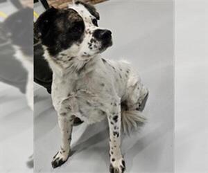 Border Collie-Unknown Mix Dogs for adoption in Temple, TX, USA