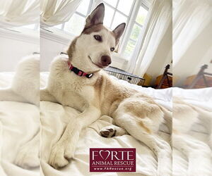 Mabel - Female Siberian Husky Dog for Adoption - Photo #4