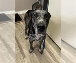 Small Great Dane