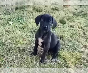 Great Dane Puppy for sale in ATLANTA, GA, USA