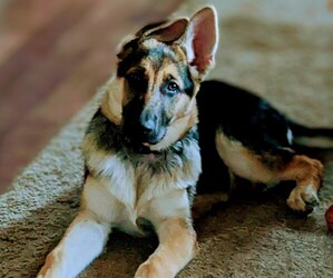 German Shepherd Dog Puppy for sale in FAIRPORT, NY, USA