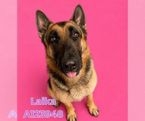 German Shepherd Dog Dogs for adoption in HESPERIA, CA, USA