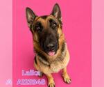 Small German Shepherd Dog