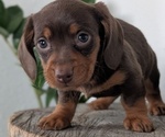 Small #11 Dachshund