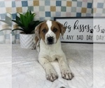 Small #4 Australian Cattle Dog