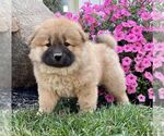 Puppy 15 Chow Chow