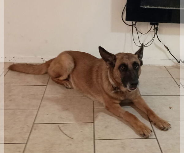 Medium Photo #10 Mutt Puppy For Sale in Stevens Point, WI, USA