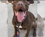 Small American Staffordshire Terrier-Labrador Retriever Mix