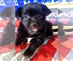 Puppy Almond Joy Yorkshire Terrier