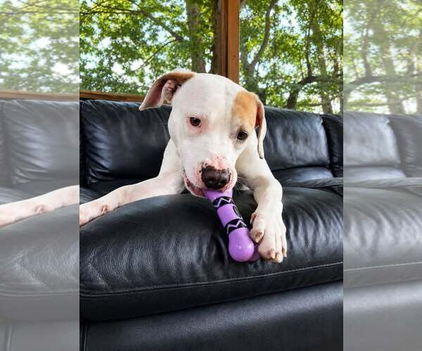 Medium Photo #5 Mutt Puppy For Sale in Martinsburg, WV, USA