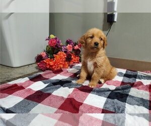 Golden Retriever Puppy for sale in ALLEN, TX, USA