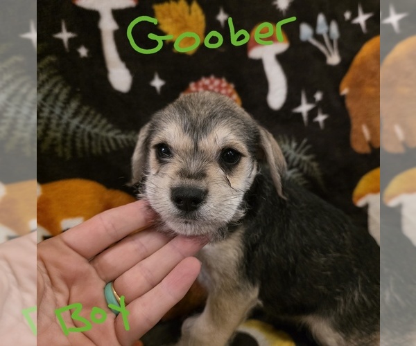 Medium Photo #19 Chizer Puppy For Sale in MONTEZUMA, GA, USA