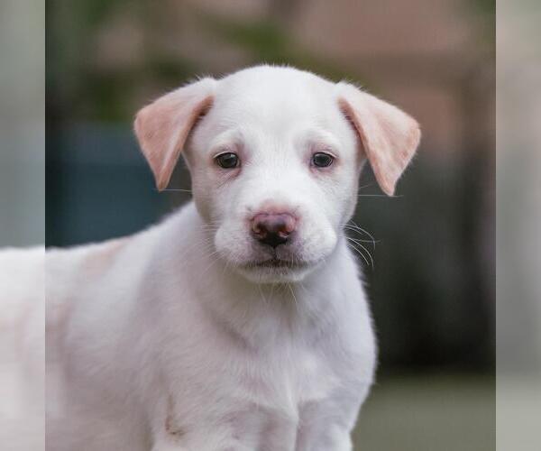 Medium Photo #2 Collie-Unknown Mix Puppy For Sale in San Diego, CA, USA