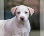 Small #1 Collie Mix