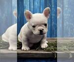 Small Photo #12 French Bulldog Puppy For Sale in WILDOMAR, CA, USA