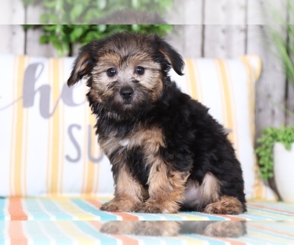 Medium Photo #1 Yorkshire Terrier Puppy For Sale in MOUNT VERNON, OH, USA