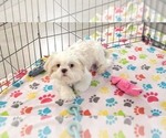 Small #7 Shih Tzu