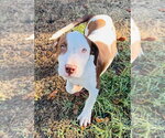Zombie Girl - Female Mutt Dog for Adoption - Small photo