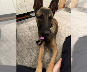 Mutt Dogs for adoption in Imlay City, MI, USA
