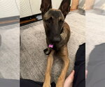 Rambo located in Washington - Male Mutt Dog for Adoption - Small photo
