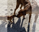 Small Photo #27 Rhodesian Ridgeback Puppy For Sale in MORONGO VALLEY, CA, USA