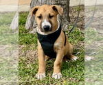 Small #1 Black Mouth Cur-Labrador Retriever Mix