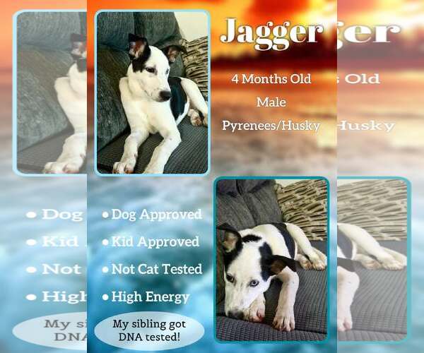 Medium Photo #1 Pyrenees Husky Puppy For Sale in Jacksonville, NC, USA