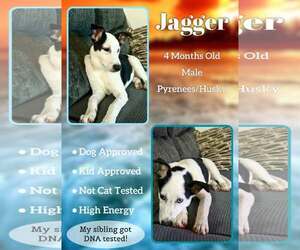 Pyrenees Husky Dogs for adoption in Jacksonville, NC, USA
