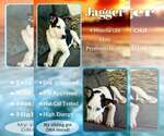 Jagger - Rock - Male Pyrenees Husky Dog for Adoption - Small photo