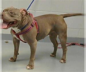 American Pit Bull Terrier Dogs for adoption in St. Cloud, FL, USA