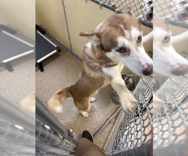 Medium Photo #1 - Mix Puppy For Sale in Great Bend, KS, USA