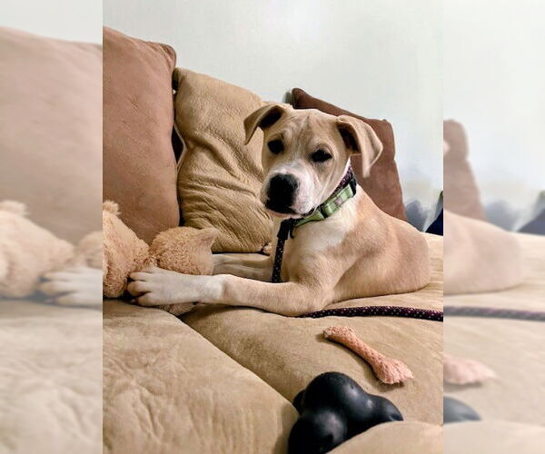 Medium Photo #7 Mutt Puppy For Sale in Rockaway, NJ, USA