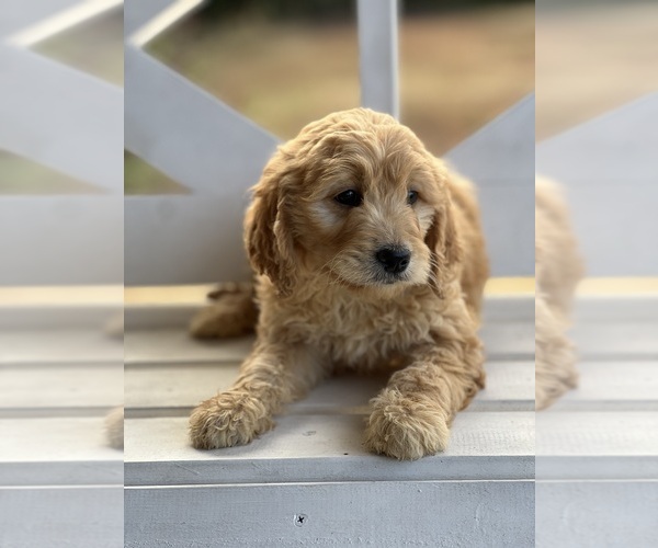 Medium Photo #3 Goldendoodle (Miniature) Puppy For Sale in SOUTH BOSTON, VA, USA