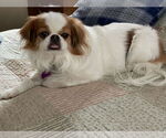 Small #1 Japanese Chin